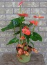 ANTHURIUM PLANTER  Indoor Plant