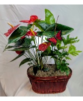 Anthurium Plant/Green Plant  Combo Basket Collection