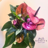 Anthurium Purple Plant