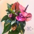 Anthurium Purple Plant