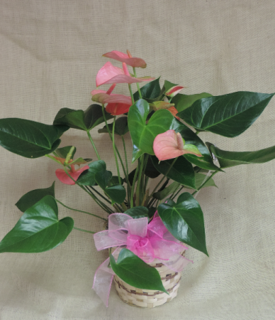 Anthurium Tropical blooming plant, in basket with bow