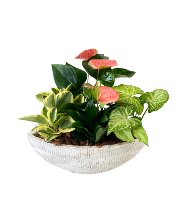 Anthurium Tropical Boat Planter House Plant in Newmarket, ON | FLOWERS 'N THINGS FLOWER & GIFT SHOP