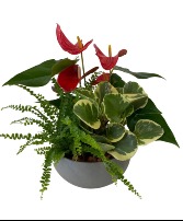 Anthurium tropical mix - short grey Planter