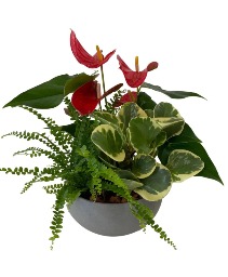 Anthurium tropical mix - short grey Planter