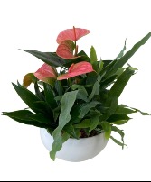 Anthurium tropical mix - short white Planter
