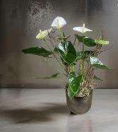 Anthurium - White/Red Plant