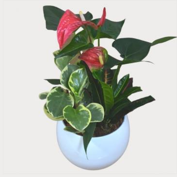 Anthurium White Round Planter Plant in Newmarket, ON | FLOWERS 'N THINGS FLOWER & GIFT SHOP