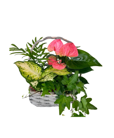 Anthurium Wicker Basket - Grey House Plant in Newmarket, ON | FLOWERS 'N THINGS FLOWER & GIFT SHOP