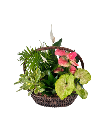 Anthurium XL Wicker Basket - Brown House Plant in Newmarket, ON | FLOWERS 'N THINGS FLOWER & GIFT SHOP