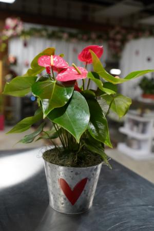 Anthuriums In Love  Tropical Blooming Plant 