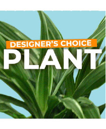 Any Occasion Plant green plant
