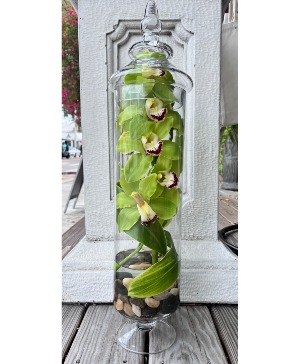 Apothcary Jar of Cymbidium Orchids Fresh Cut Arrangement
