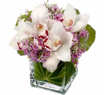 Appreciation Orchids Flowers Under $50 Beautiful bouquets that won't break your budget. in Edmonton, AB | PETALS ON THE TRAIL