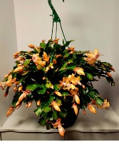 Apricot Thanksgiving Cactus Hanging Basket or Bowl