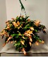 Apricot Thanksgiving Cactus Hanging Basket or Bowl