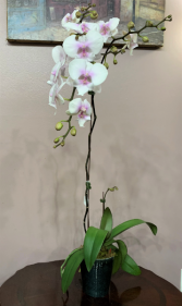 April's Coming Phalaenopsis