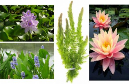 Aquatic Plants