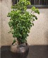 Aralia Plant 