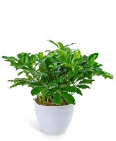 Arboricola Plant in Ceramic Potted Plant