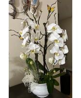Arched Orchid plant