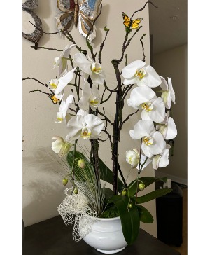Arched Orchid plant