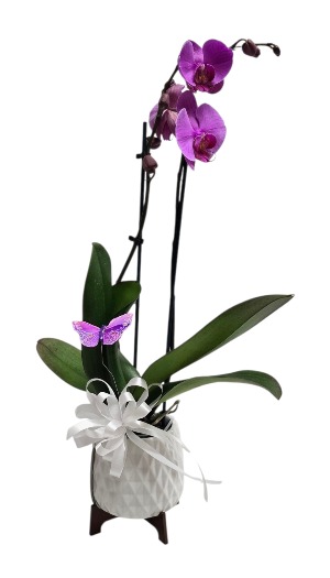 Architectural Orchid Plant Assorted Colors
