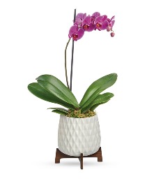 Architectural Orchid  plant