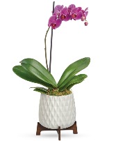 Architectural Orchid Plant 