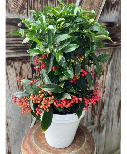 Ardisia living plant
