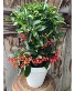 Ardisia living plant