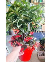 Ardisia Plant  