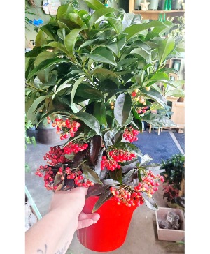 Ardisia Plant  