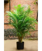 Areca Palm Live Plant