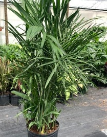 Areca Palm Plant 