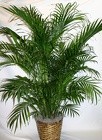 Areca Palm plant 