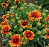 "Arizona Sun" Gaillardia 1 gallon pot