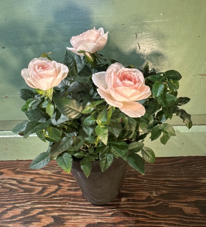 Aroma Scented Rose Bush plant in 4.5 inch pot 