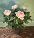 Aroma Scented Rose Bush plant in 4.5 inch pot 