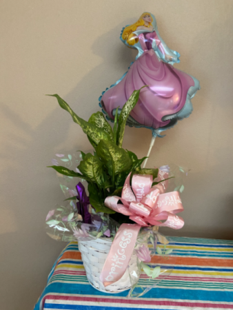 sleeping beauty plant plant