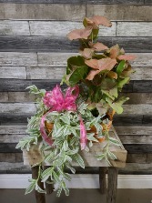 Arrowhead and tradescant Basket planter 