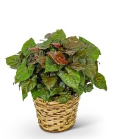 Arrowhead Plant in Basket Flower Arrangement