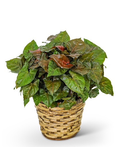 Arrowhead Plant in Basket Flower Arrangement