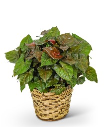 Arrowhead Plant in Basket Plant