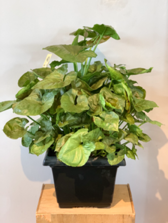 Arrowhead plant Plant