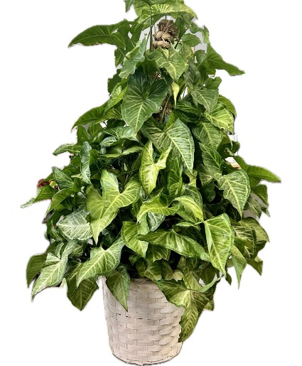 Arrowhead Plant Plant