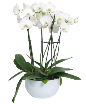 ART OF ORCHIDS PLANTER  