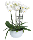 ART OF ORCHIDS PLANTER  