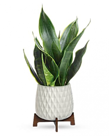 Art Sansevieria Plant Teleflora's Mid-mod Geometric planter
