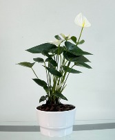 Artic Anthurium House Plant