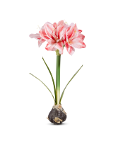 Artificial Amaryllis Bulb Gift